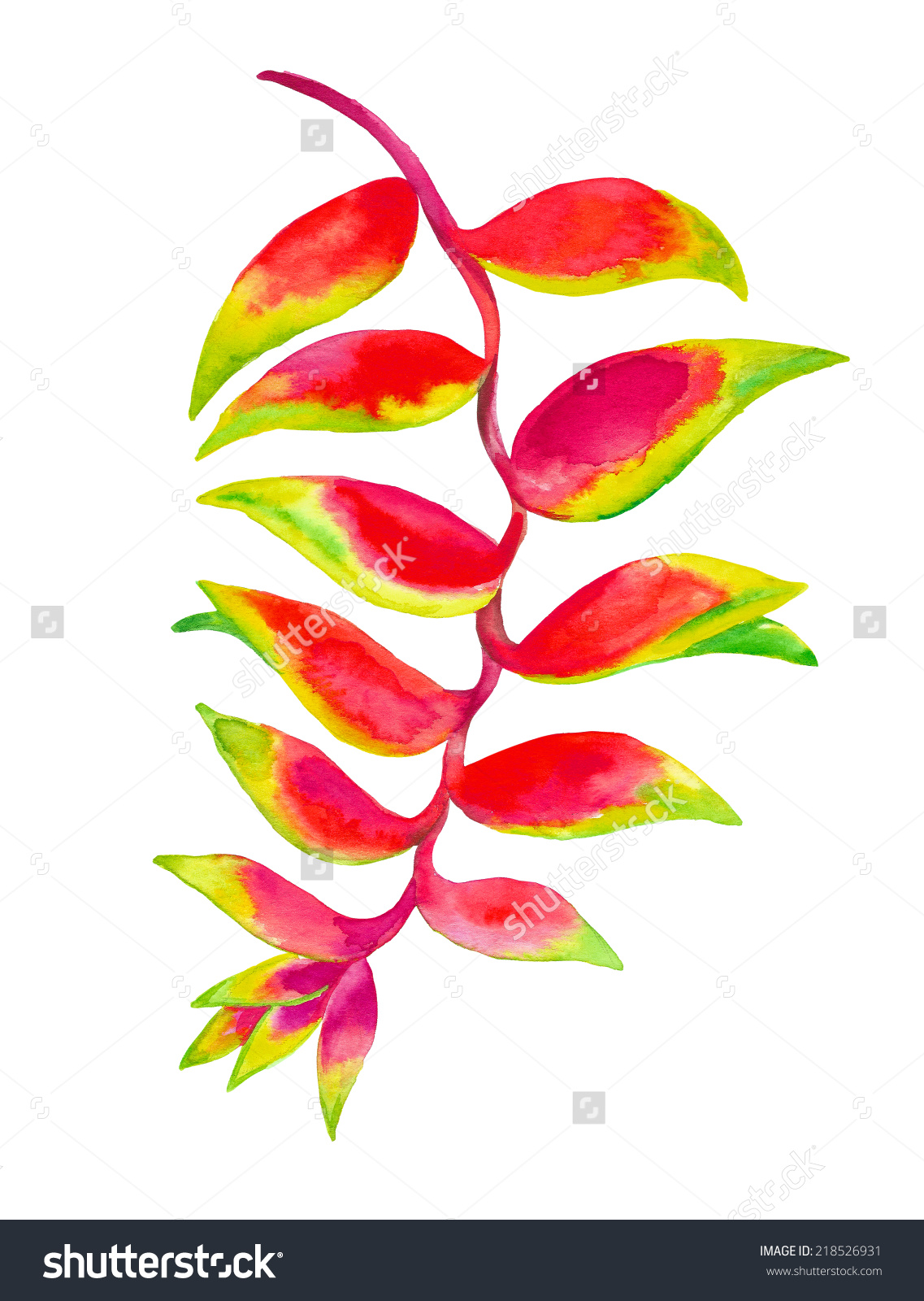 Tropical Flower Heliconia Watercolor Painting Stock Illustration.