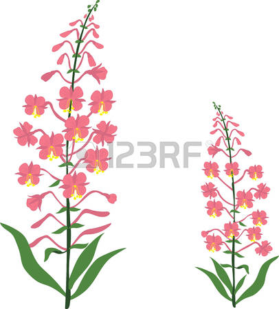 126 Fireweed Cliparts, Stock Vector And Royalty Free Fireweed.