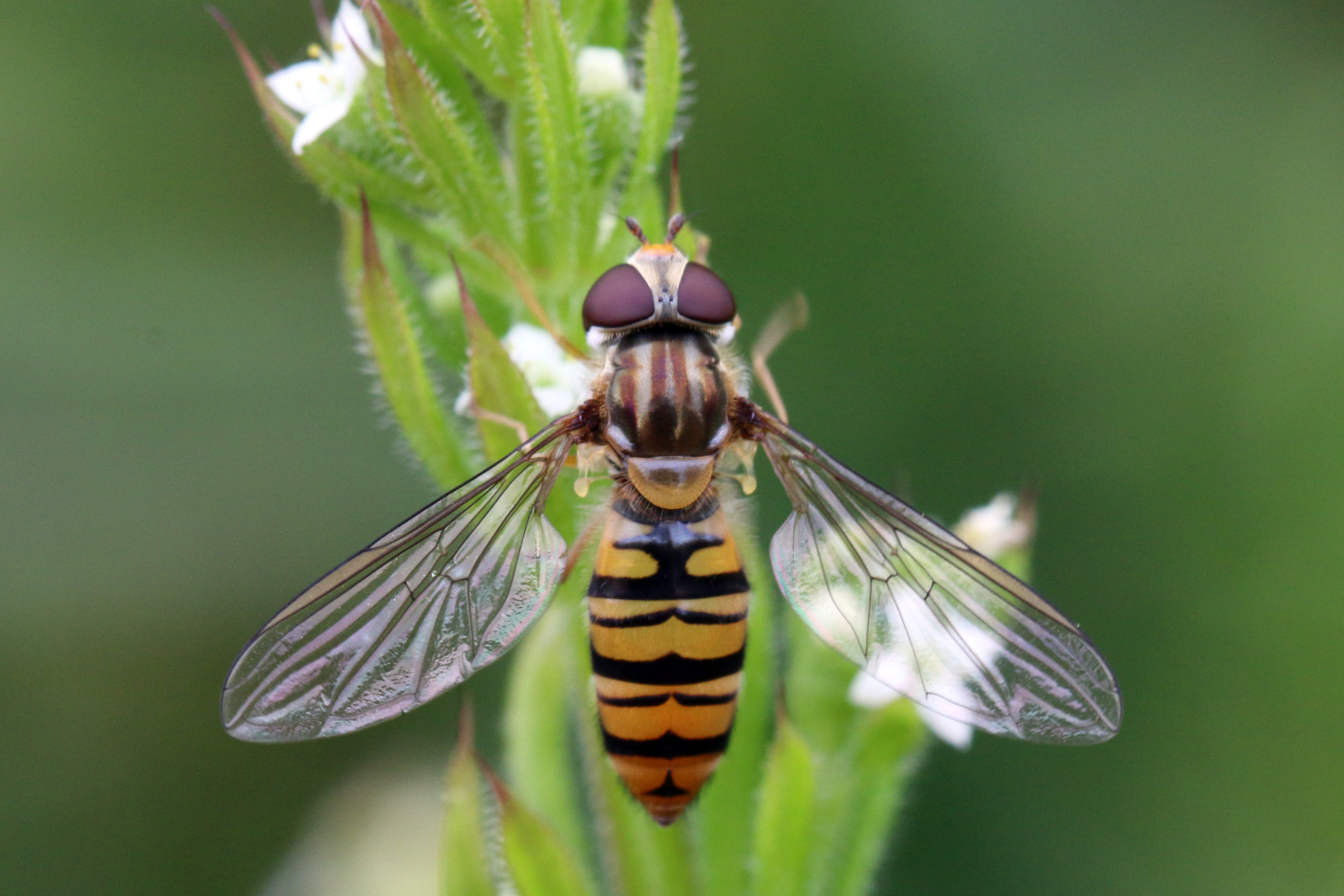 File:Marmalade hoverfly (Episyrphus balteatus) female.jpg.