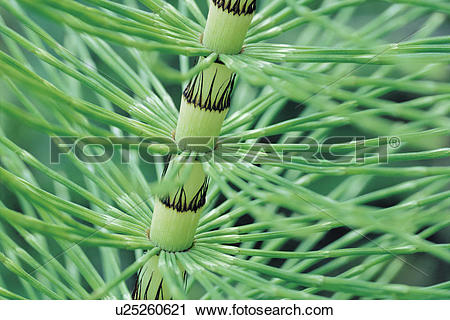 Stock Photography of Horsetail Stem close up (Equisetum) u25260621.