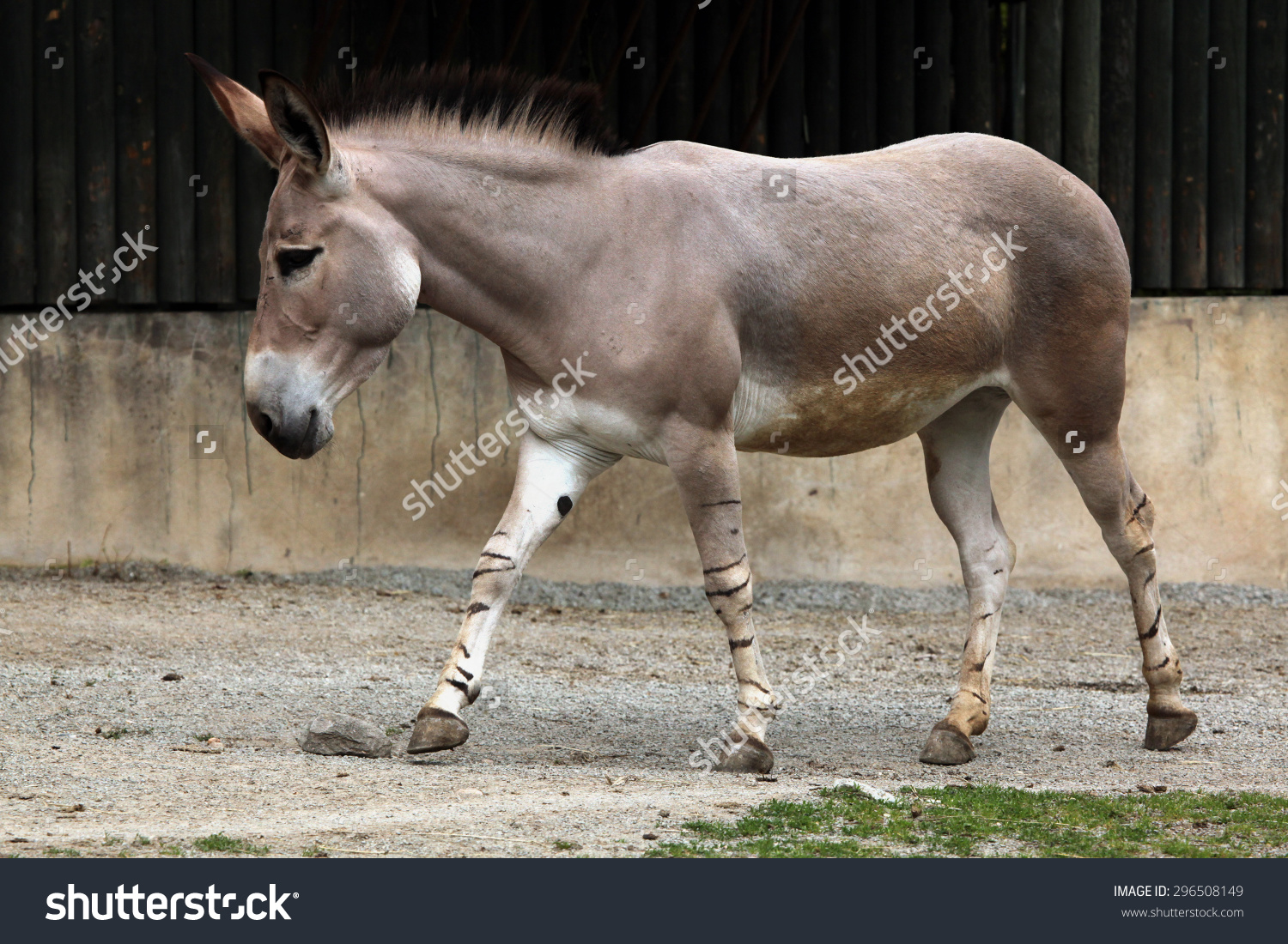 Somali Wild Ass (Equus Africanus Somaliensis). Wildlife Animal.