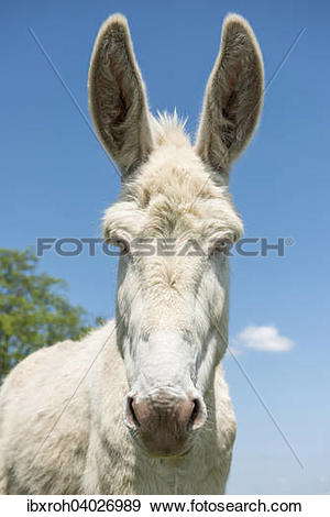 Stock Photograph of "Austria.