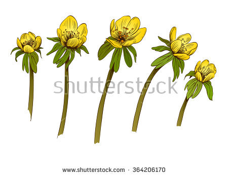 Eranthis Stock Photos, Royalty.