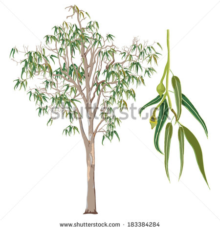 Eucalyptus Tree Stock Images, Royalty.