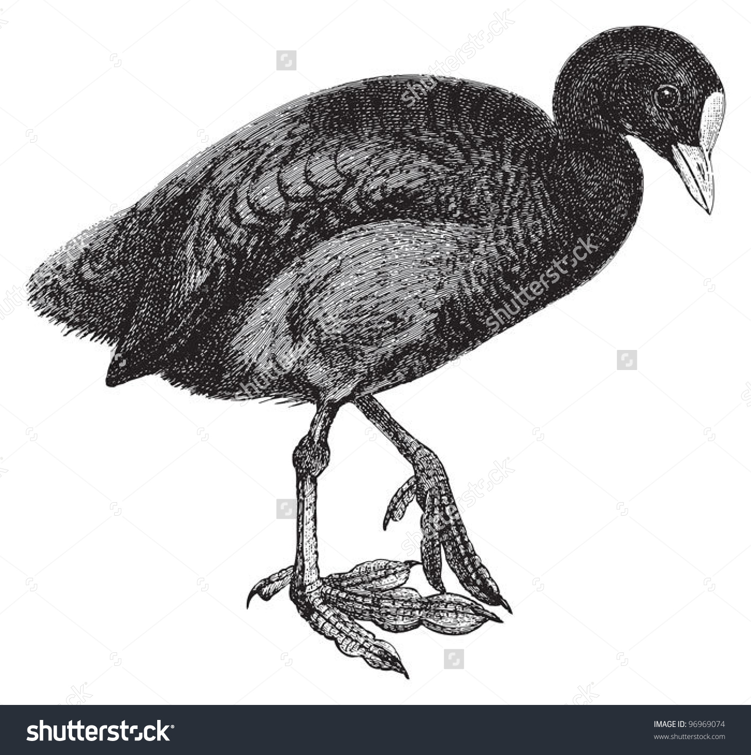 Eurasian Coot Fulica Atra Vintage Illustration Stock Vector.