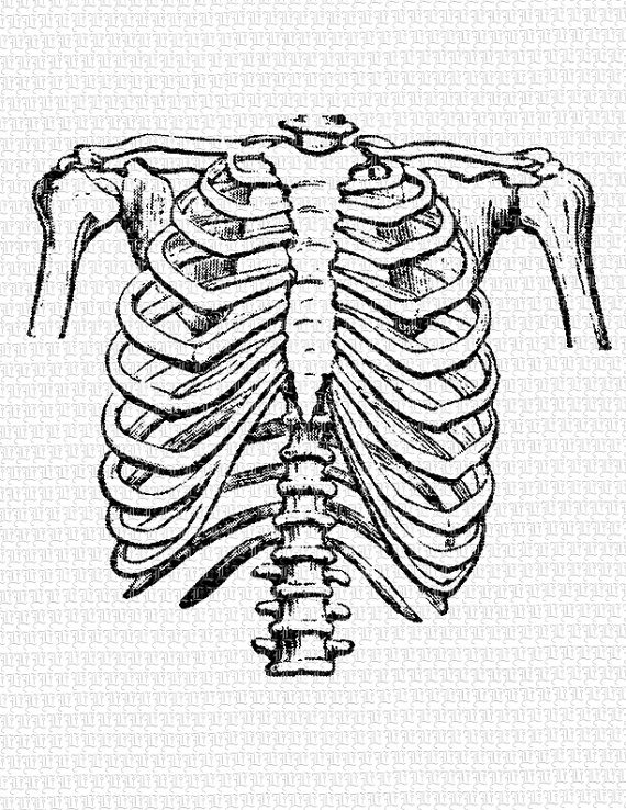 Clipart rib cage.