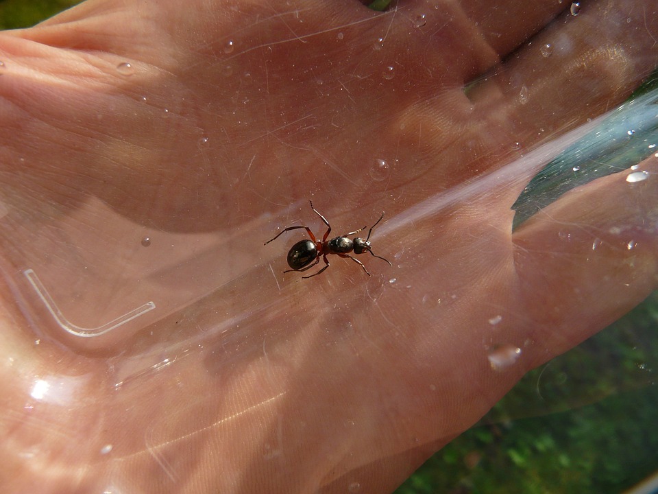 Free photo Wood Ant Ant Queen Ant Nature Forest Ant Queen.