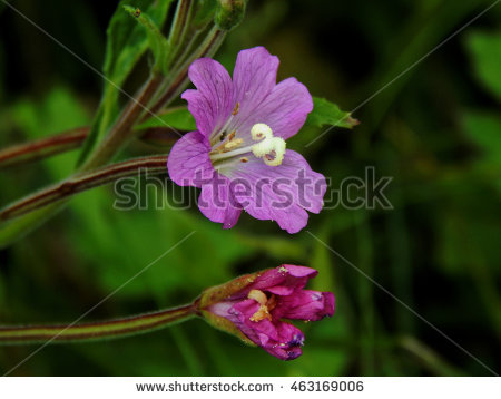 Sun Vetch Stock Photos, Royalty.