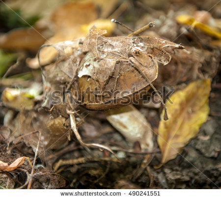 Agaricus Campestris Stock Photos, Royalty.