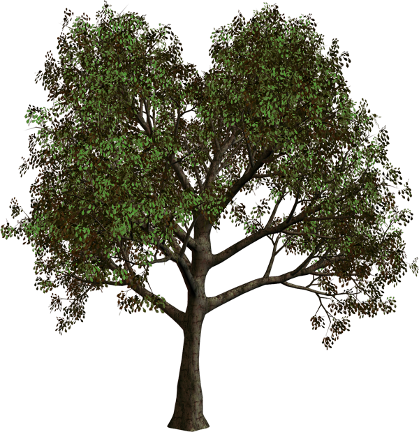 Forest Tree PNG Clipart.