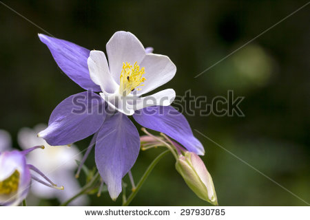 Colorado Columbine Stock Photos, Royalty.