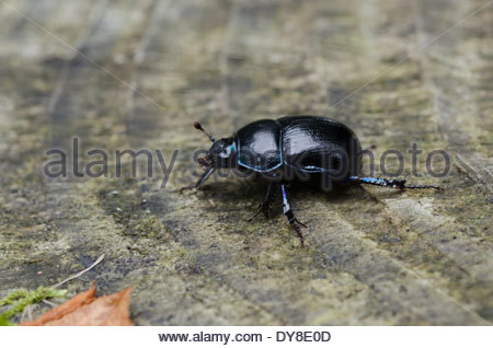 Dung Beetle Stock Photos & Dung Beetle Stock Images.