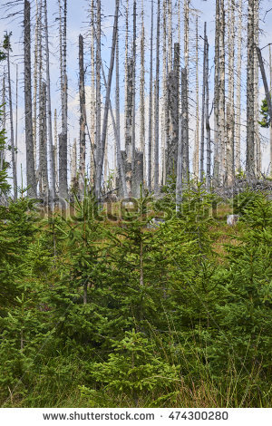 Bavarian Forest National Park Stock Photos, Royalty.