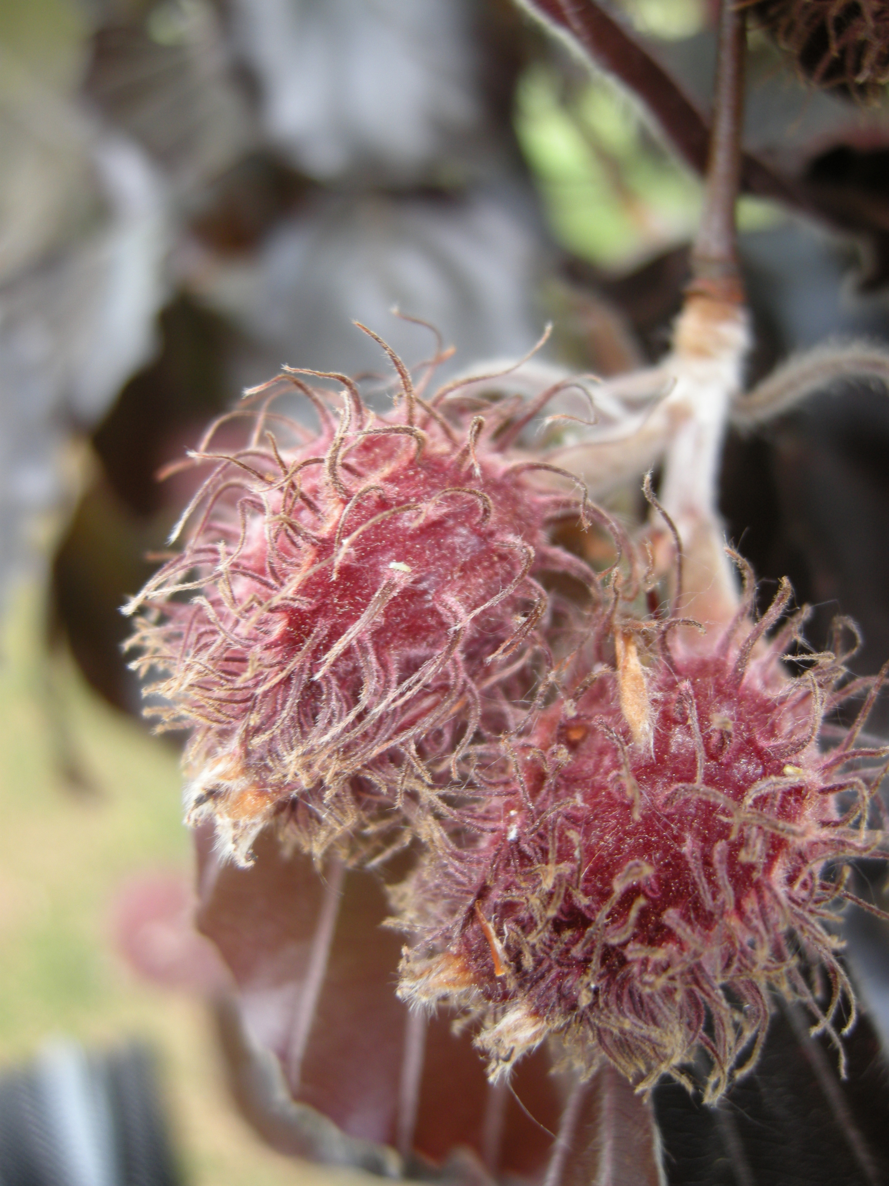 Fagus sylvatica f. purpurea.