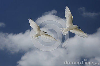 Flying Fairy Tern Birds Stock Photo.