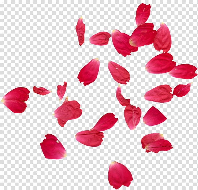 Pink petals border template, Faridabad Petal Rose Flower.