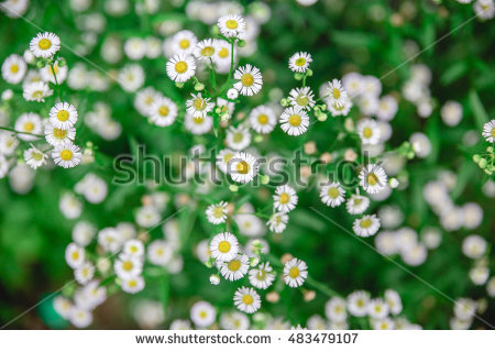 &quot;false Daisy&quot; Stock Images, Royalty.