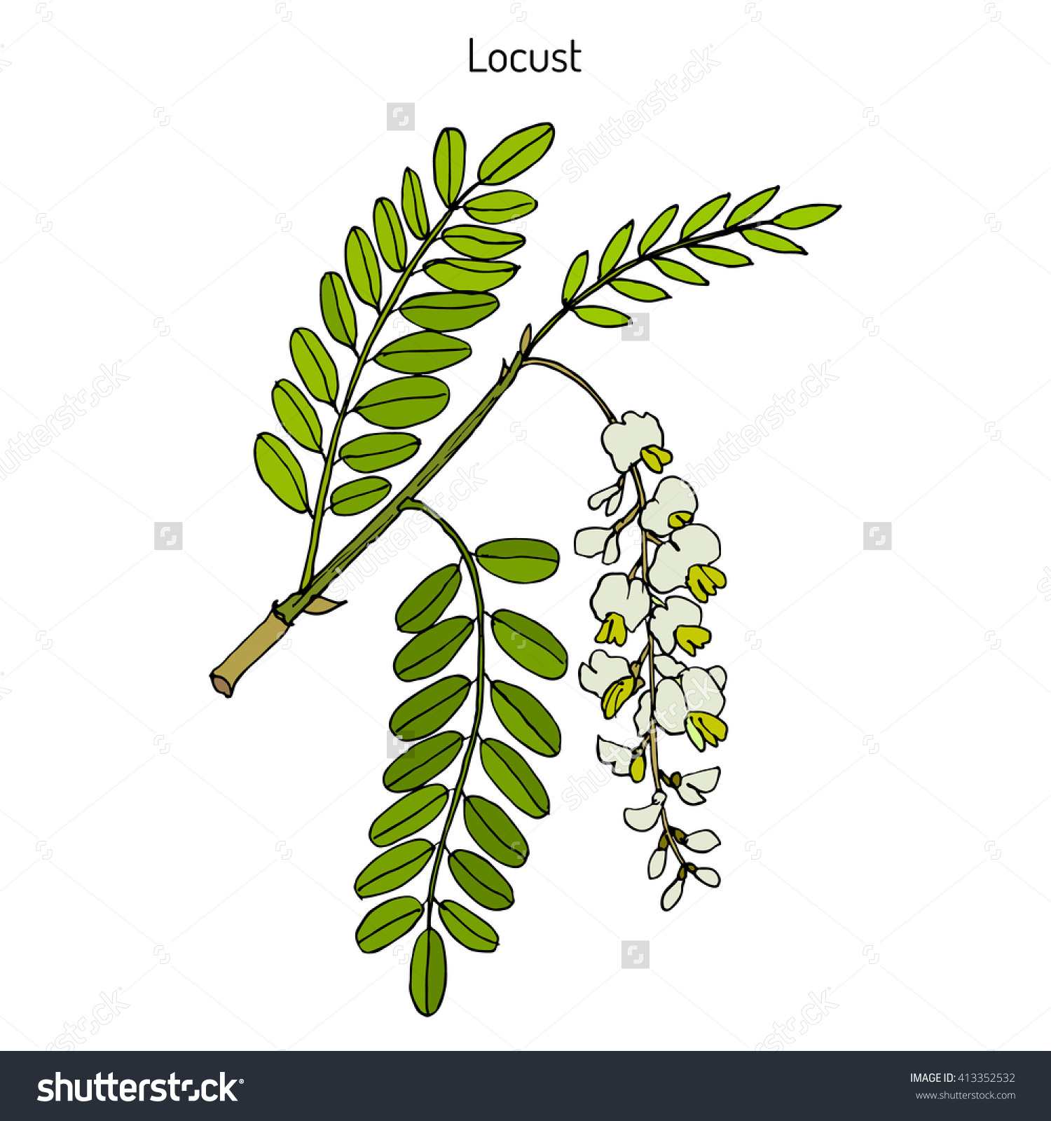 Robinia Pseudoacacia Black Locust False Acacia Stock Vector.