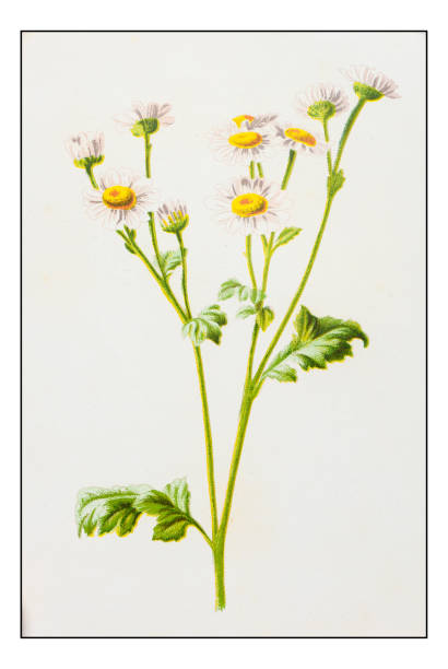 Feverfew Clip Art, Vector Images & Illustrations.