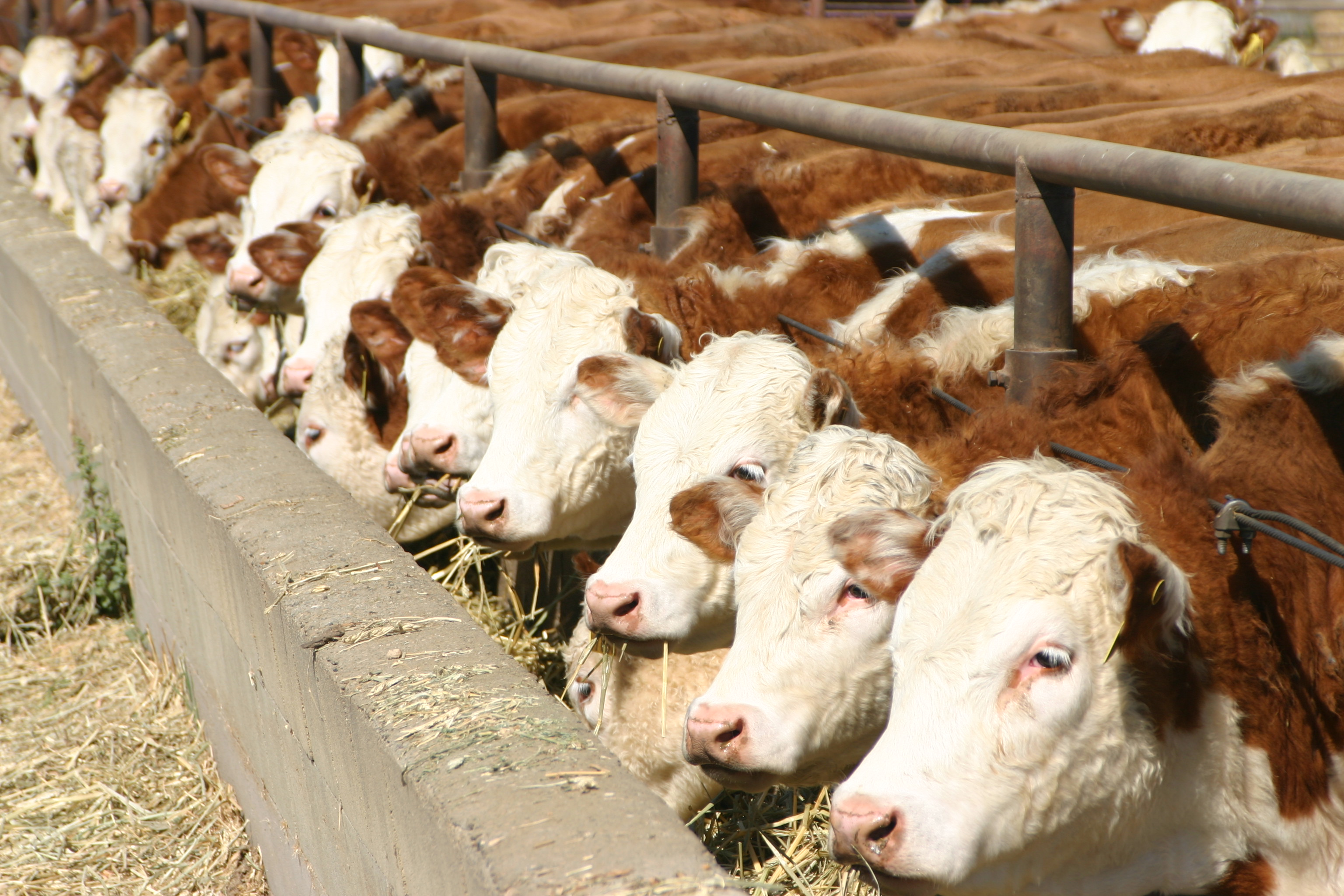 1000+ images about Stockyard & Feedyard, Stockers and Feeders.