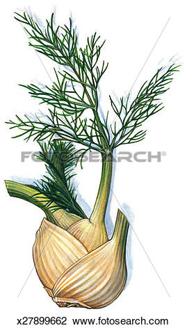 Clip Art of Fennel Bulb x27899662.