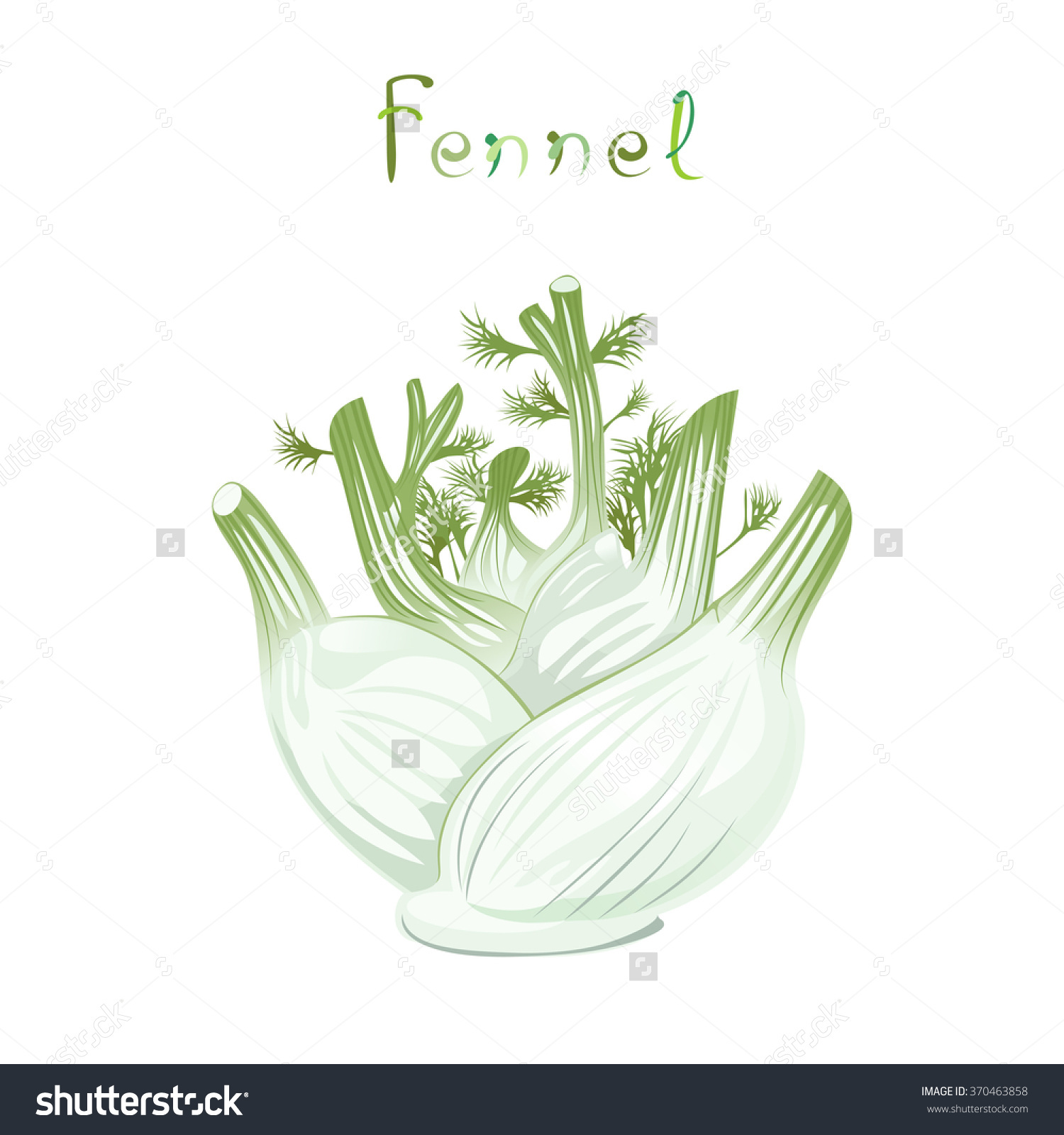 Fennel Bulb Illustration Fresh Vegetable Cartoon Stock Vector.