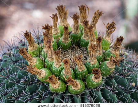 Ferocactus Stock Photos, Royalty.