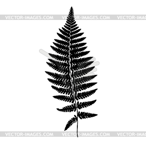 Fern frond black silhouette. . Forest concept.