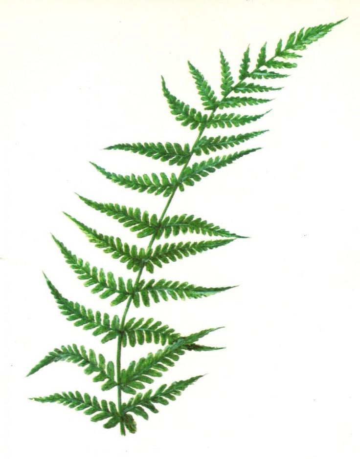 Fern Clipart at GetDrawings.com.