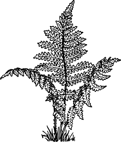 Fern Plant clip art Free vector in Open office drawing svg.