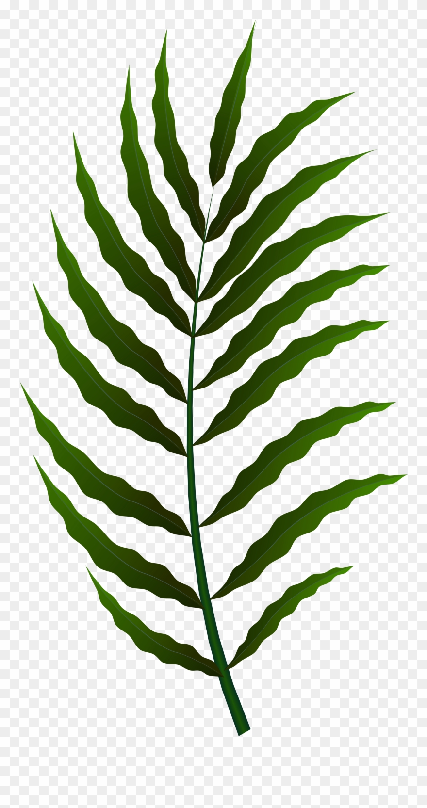 Fern Clipart (#429325).