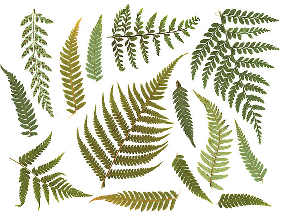 Clipart FERN LEAF Digital Resource. Digital by VeronicasImprint.