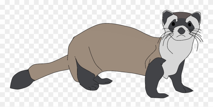 Ferret Png Clipart.