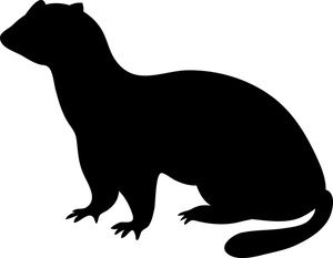 Ferret Clip Art.