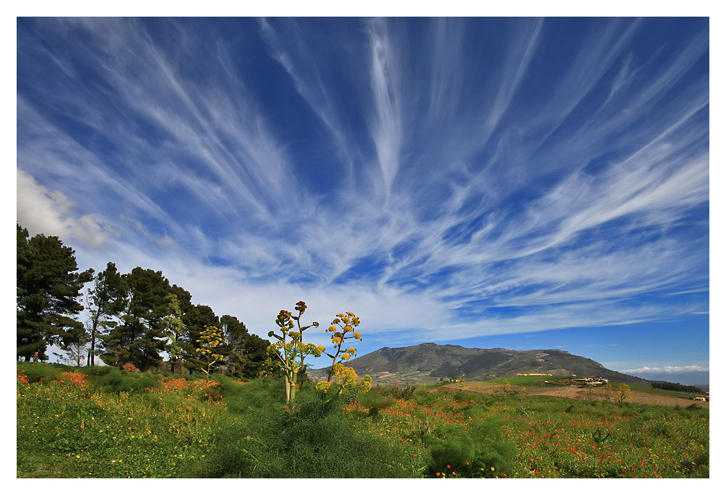 Cirrus fibratus radiatus.