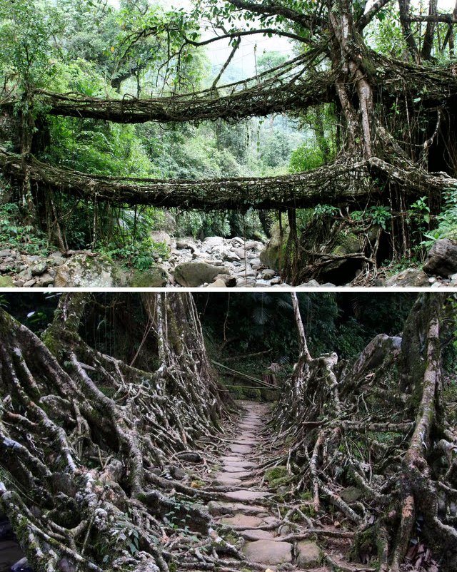 Living Root Bridges in Cherrapunji, India The Ficus elastica tree.