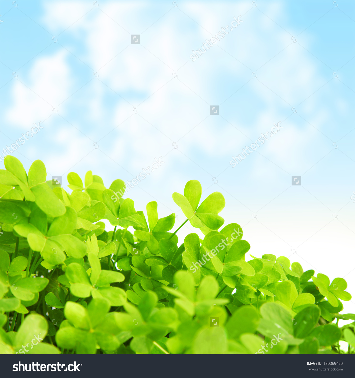 Picture Green Clover Field Stpatricks Day Stock Photo 130069490.