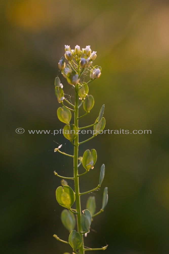 Brassicaceae.