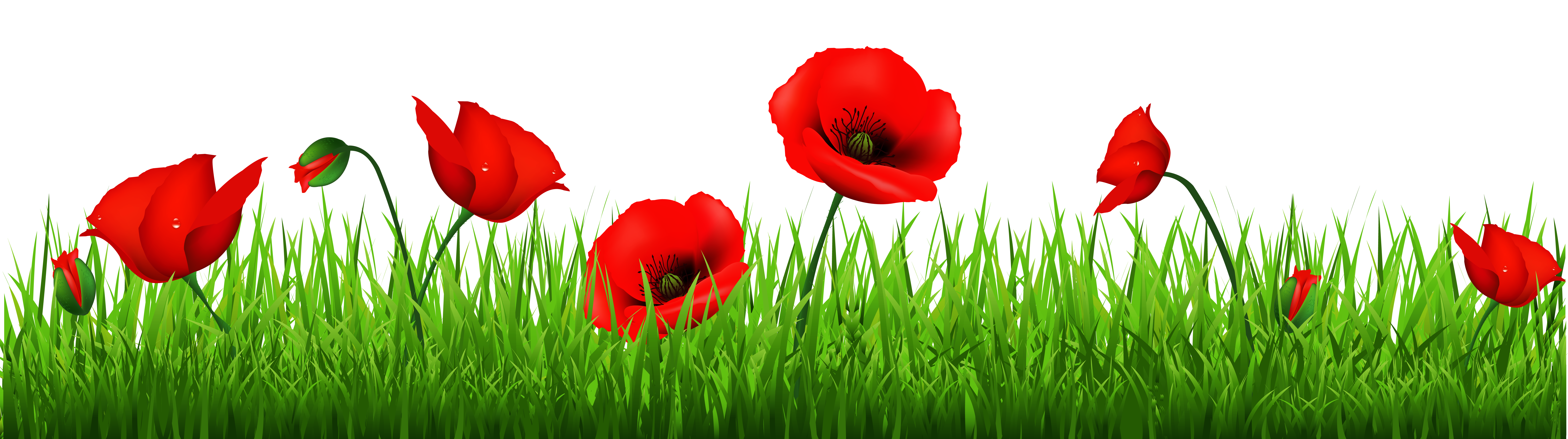 Free poppy clipart images.