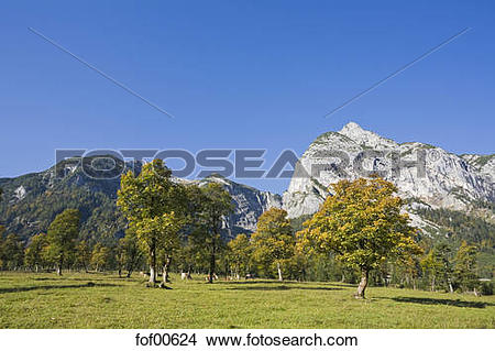 Stock Photo of Austria, Tirol, Karwendel, Field maple trees.