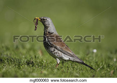 Stock Photo of Germany, Munich, Close up of fieldfare carrying.