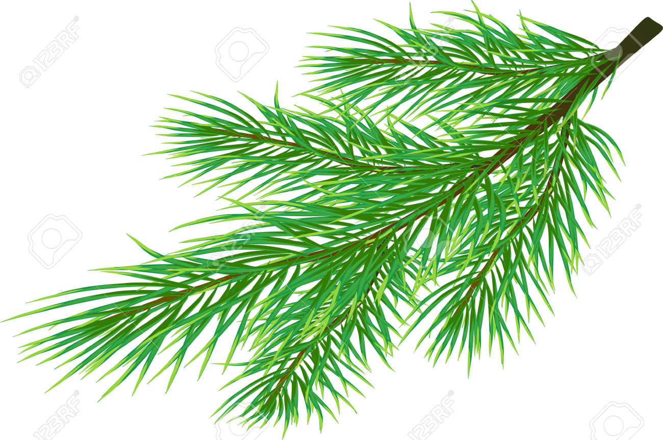 Fir Twig Isolated On White ( Vector) Royalty Free Cliparts.