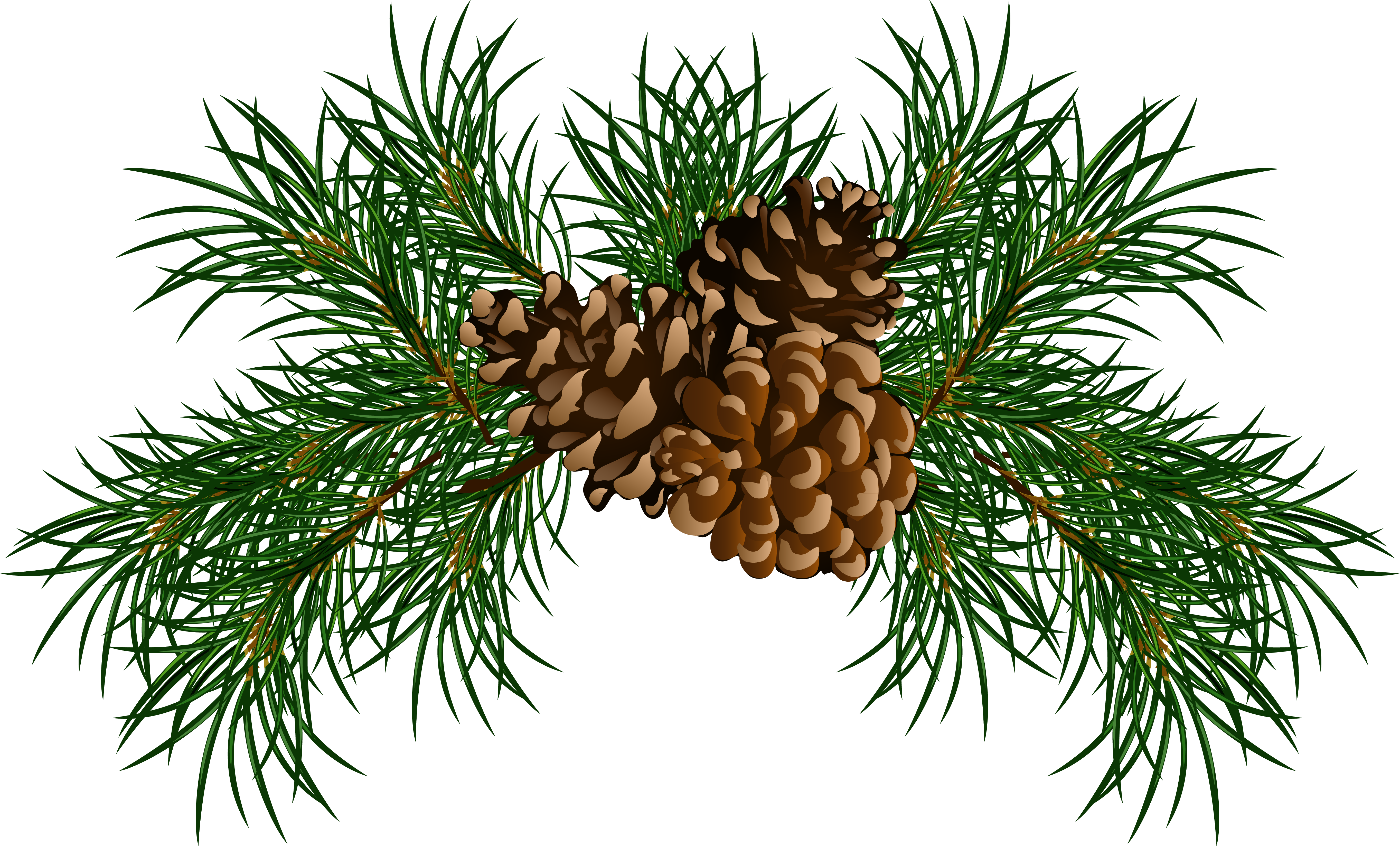 Christmas pine cone clipart.