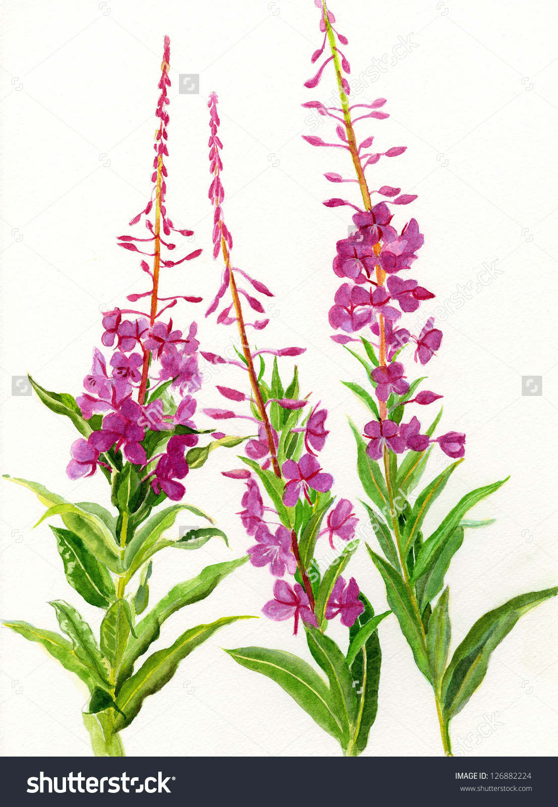 Fireweed Stock Illustration 126882224.