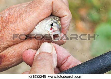 Stock Photograph of fisherman pulls out fish hook from fish's.