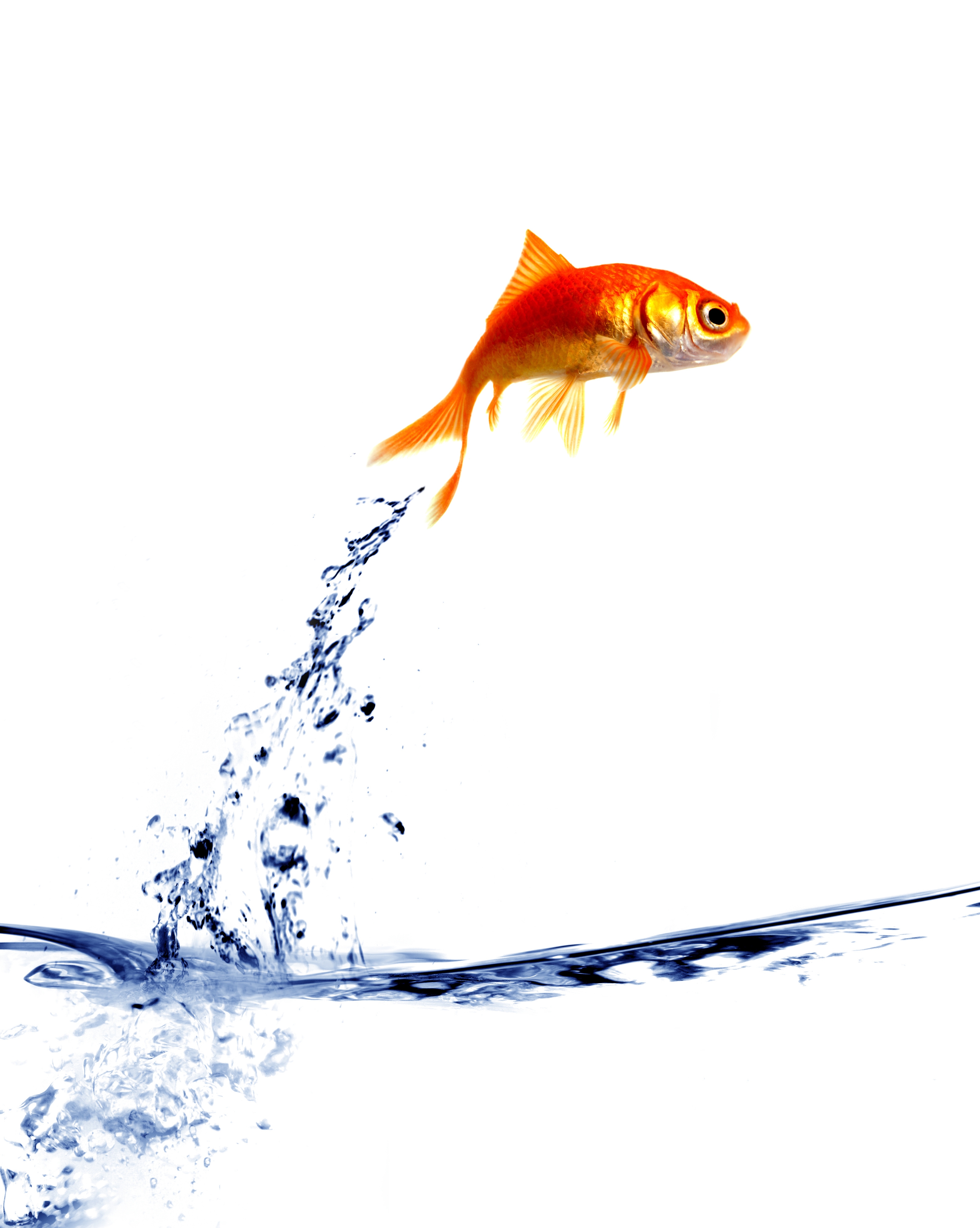 Fish Jumping Out Of Water Png (110+ images in Collection) Page 3.