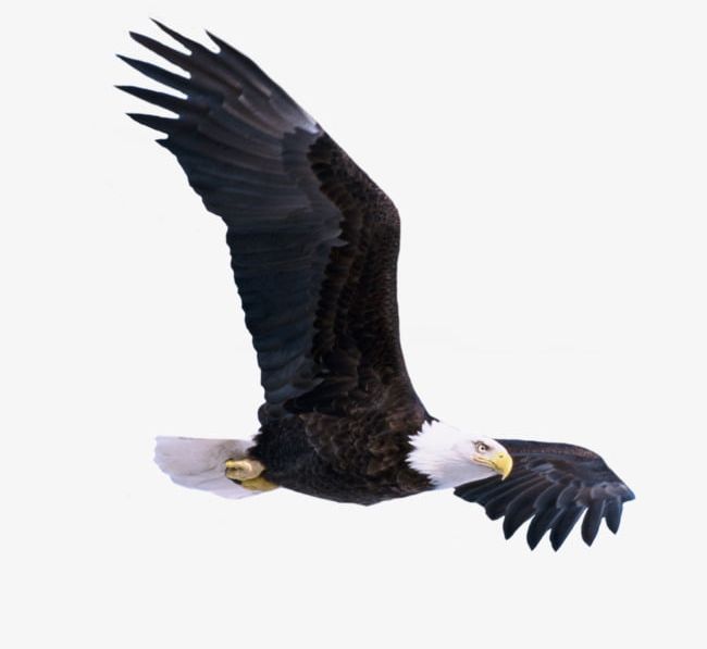 Flying Eagle PNG, Clipart, Birds, Eagle Clipart, Falcons, Fly.