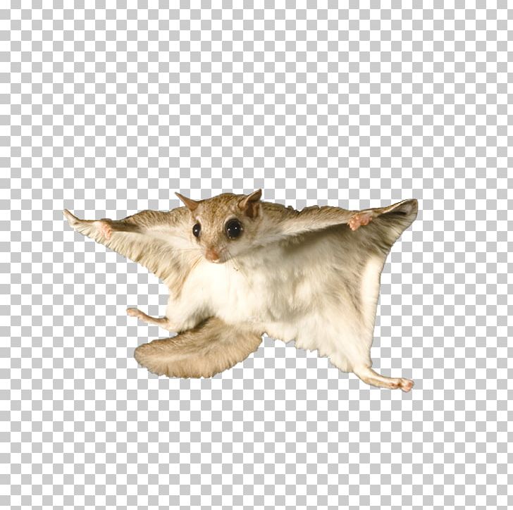 Flying Squirrel Bat Raccoon Rodent PNG, Clipart, Animals, Carnivoran.