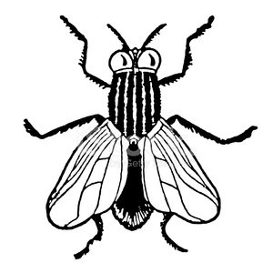 Black and White House Fly Clipart Image.