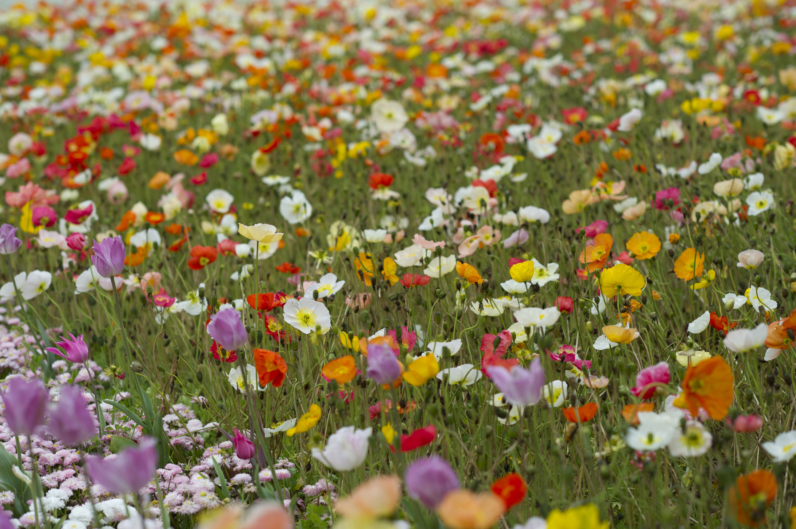 7 Days Canberra Floriade and Bowral Tulip Time 2017.